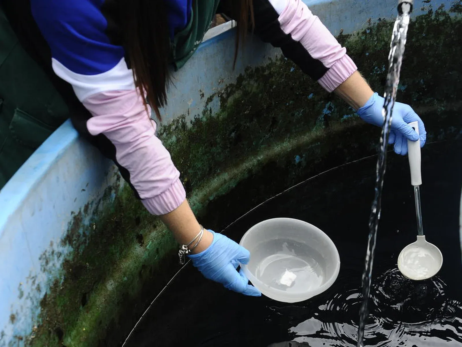 Casos de chikungunya aumentam em MT e SES alerta para prevenção e combate ao mosquito Aedes aegypti