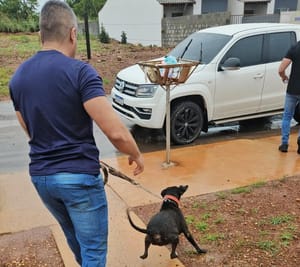 Cachorro vítima de maus-tratos é resgatado e tutor é preso em Várzea Grande