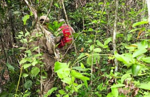 Desaparecimento de bebê indígena em MT completa 10 dias; bombeiros sobrevoam mata com drone